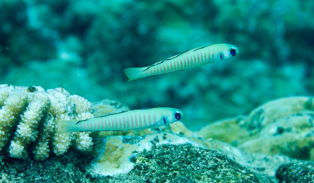 Zebra Dartfish