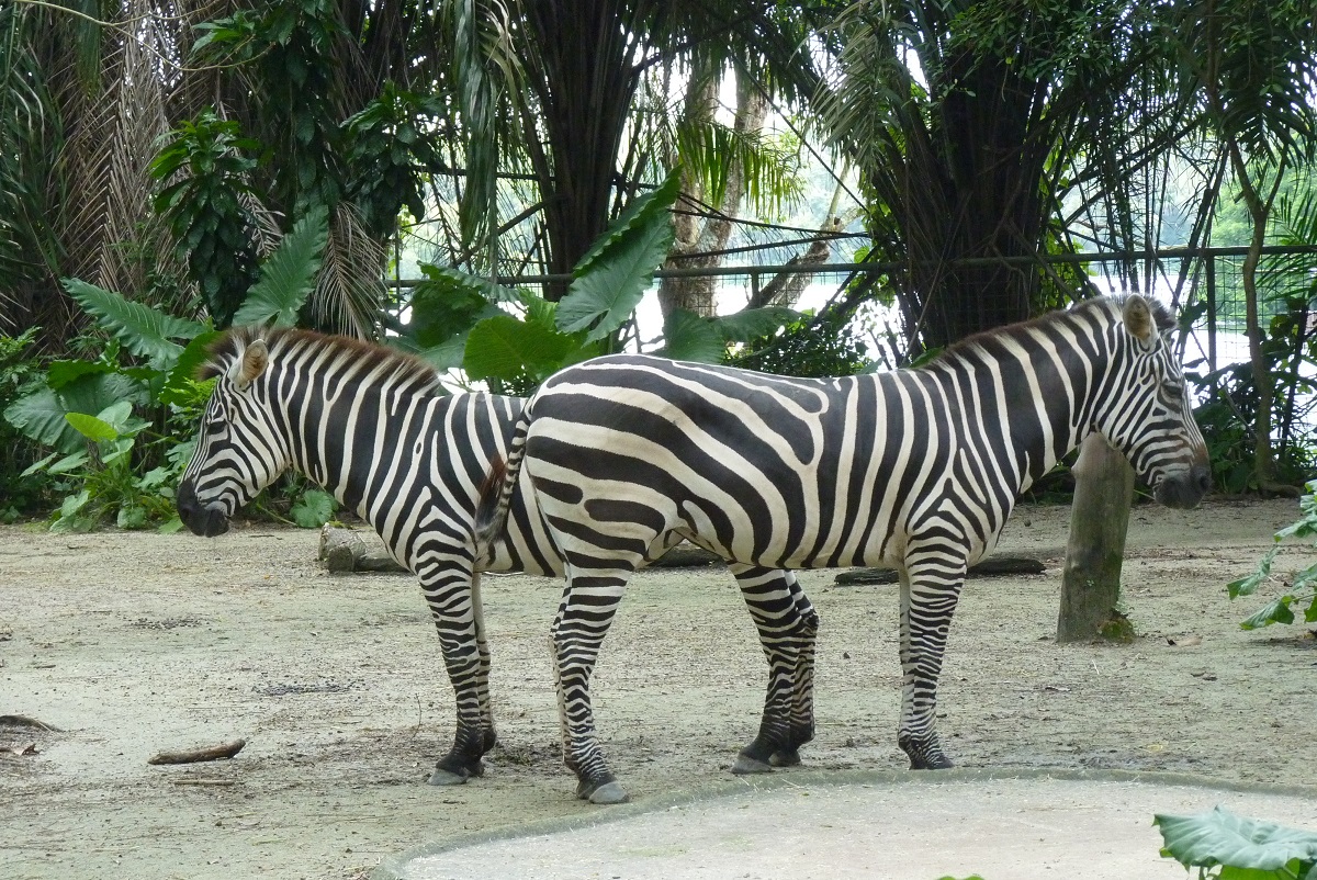 Zebra, December 2015