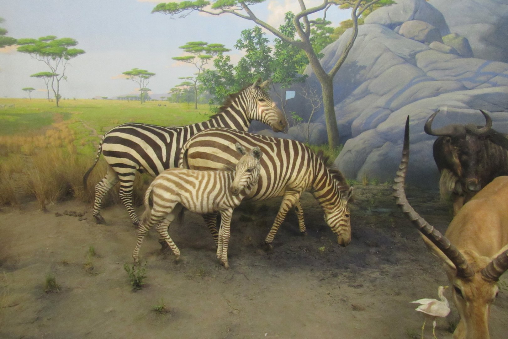 zebra diorama