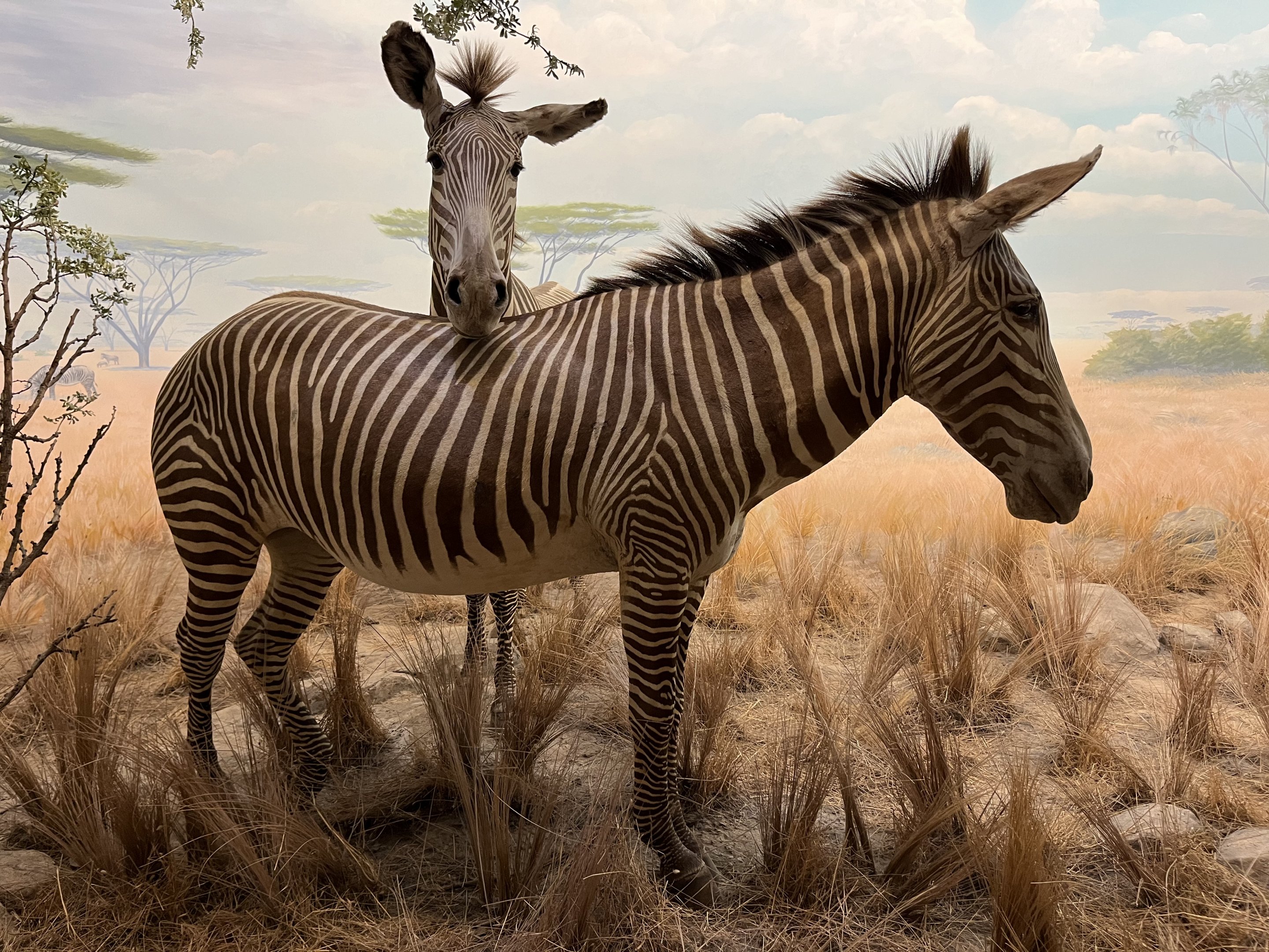 Zebra Diorama