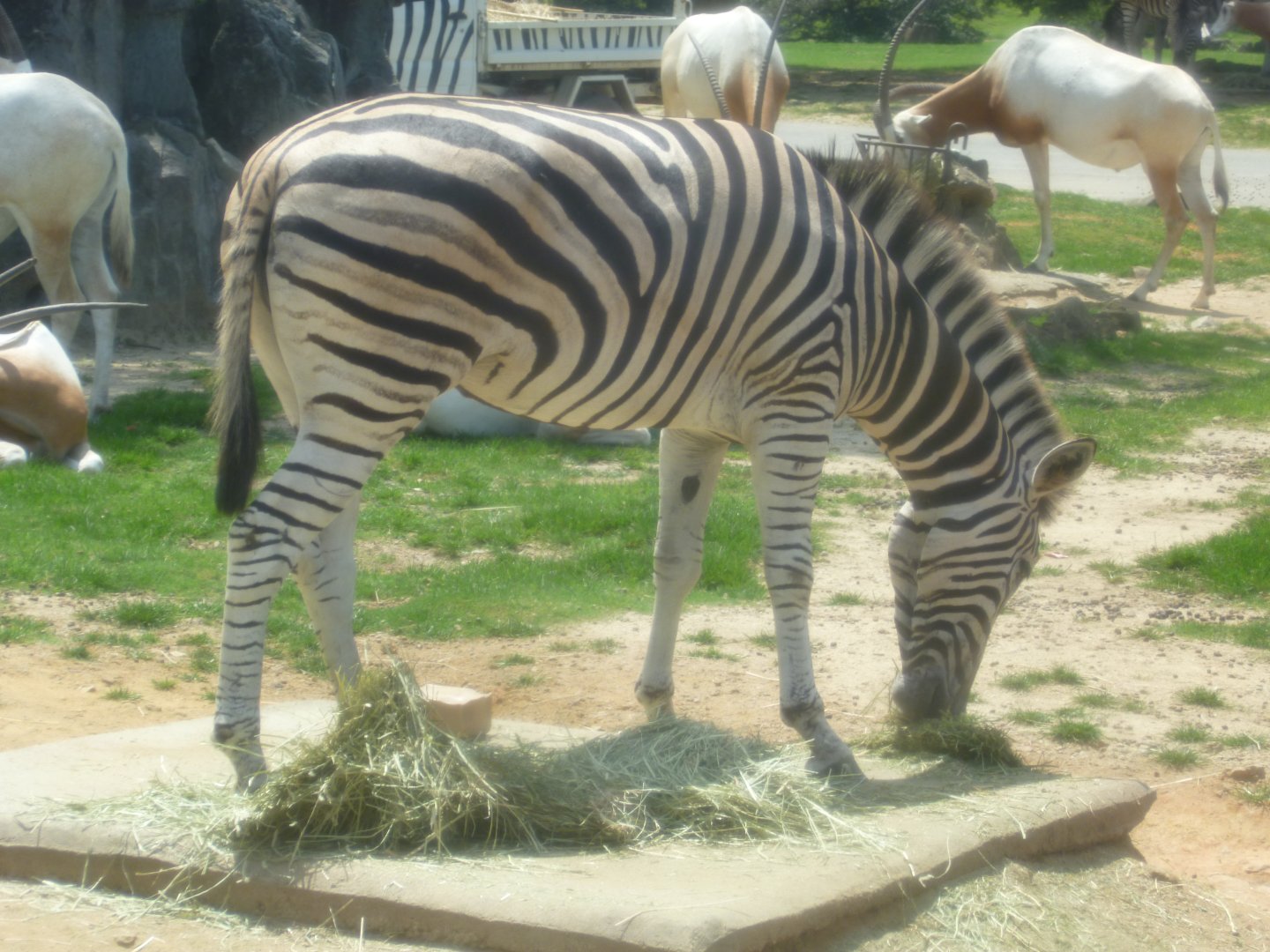 Zebra (doesn't look subspecific)