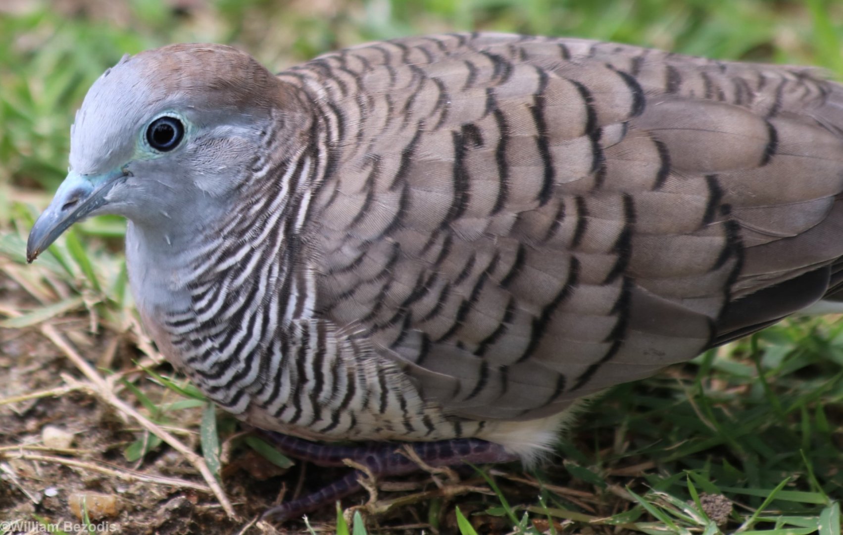Zebra Dove - Bangkok Suburbs