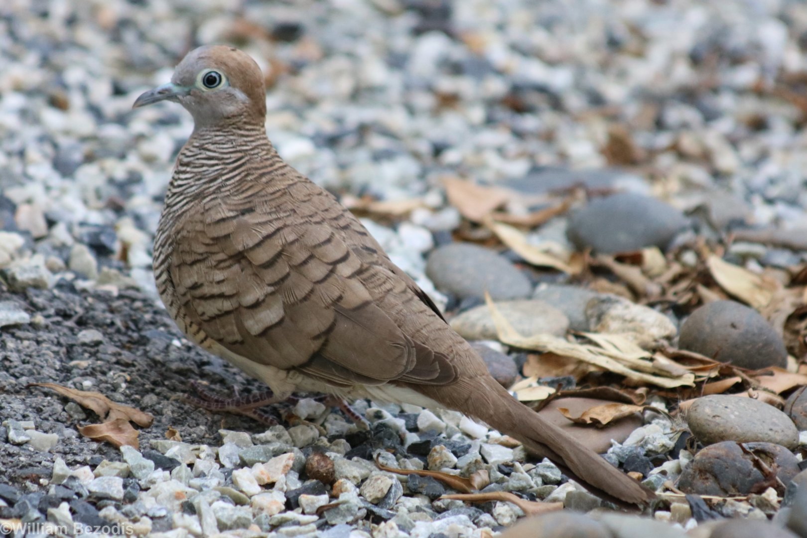 Zebra Dove - Bangkok