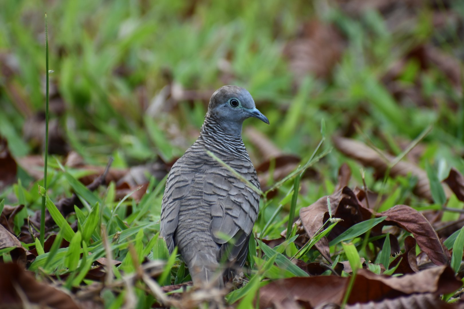 Zebra Dove ~ Bishan Ang mo kio Park