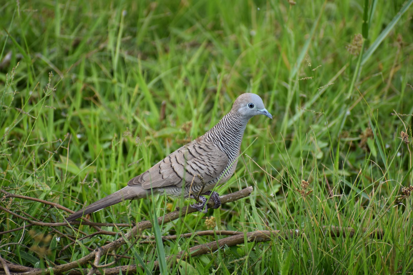 Zebra Dove ~ Bishan Ang mo kio Park