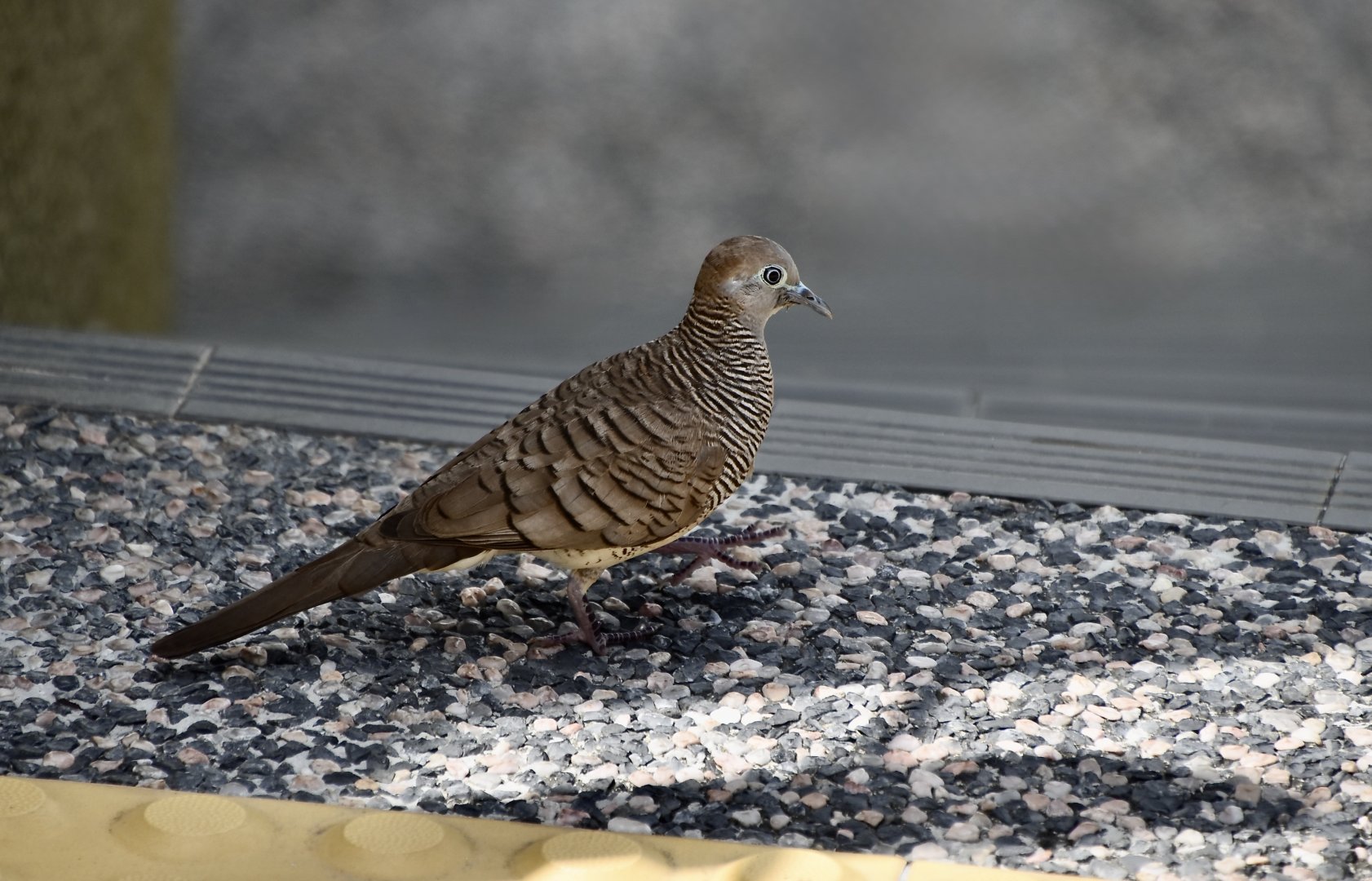 Zebra Dove (Geopelia striata) - wild