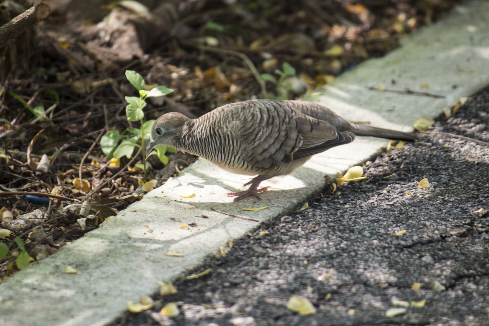 Zebra dove, Geopelia striata