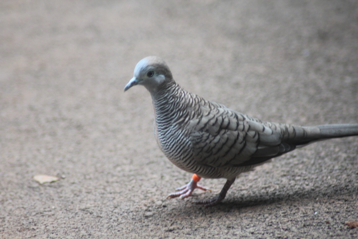 Zebra dove (Geopelia striata)
