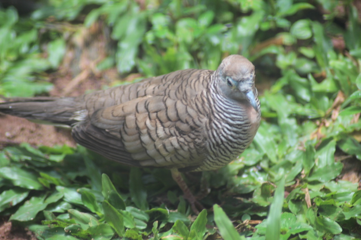 Zebra dove (Geopelia striata)