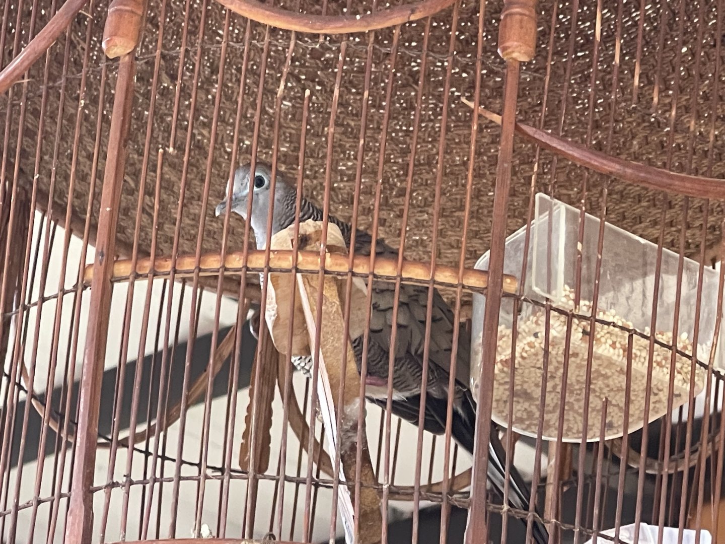 zebra dove (geopelia striata)