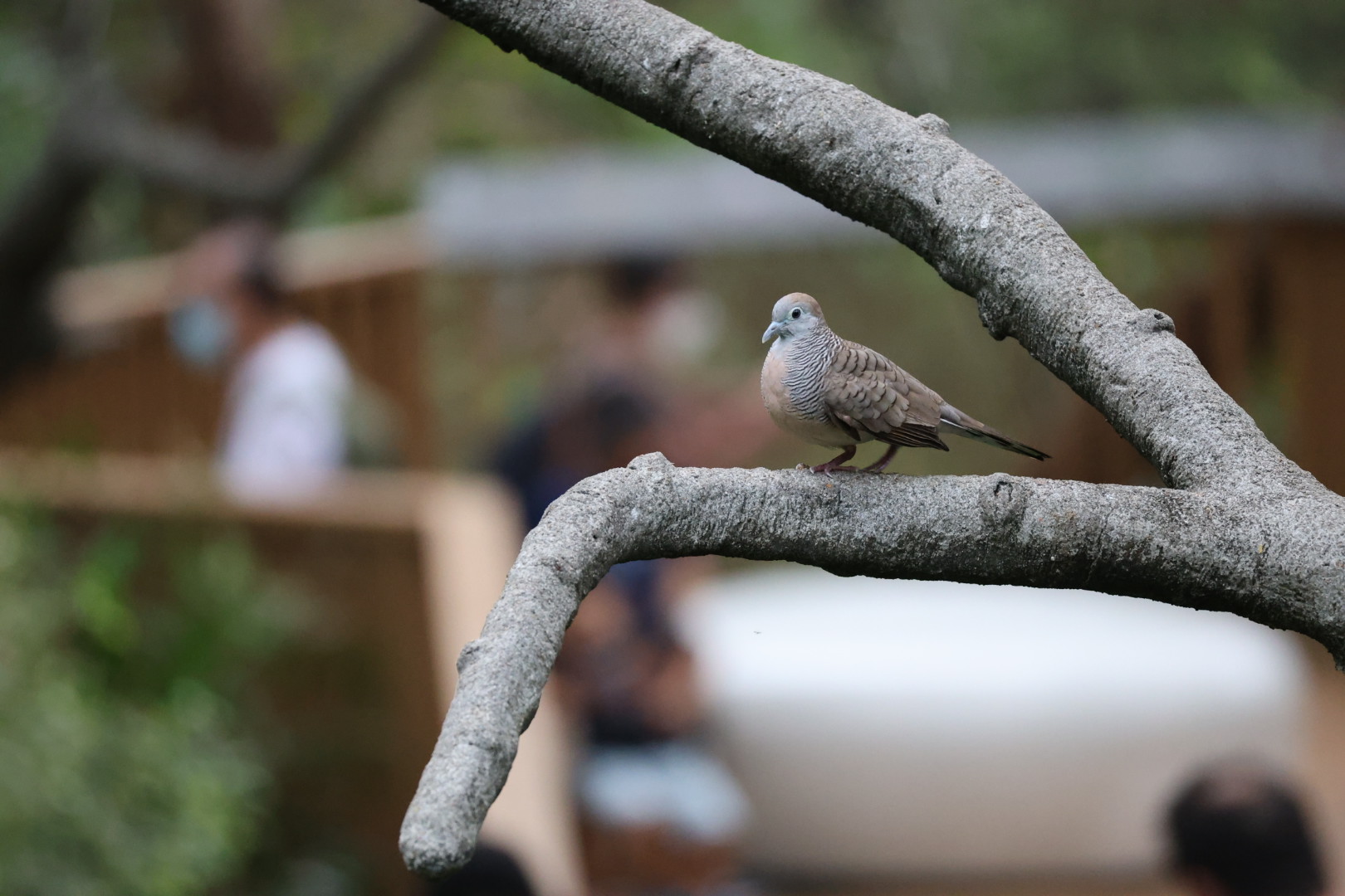 Zebra dove (Geopelia striata)