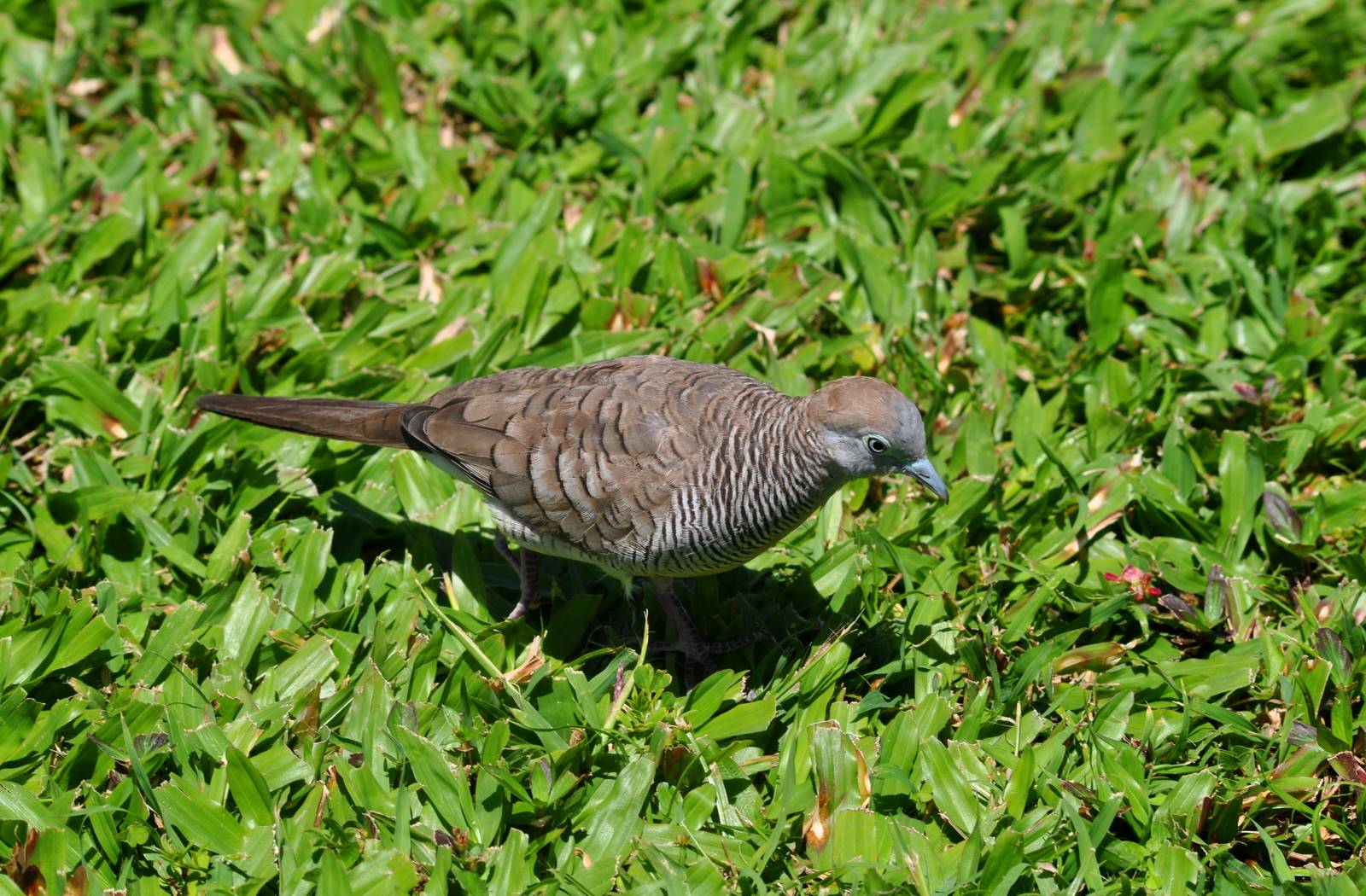 Zebra Dove - Hawaii