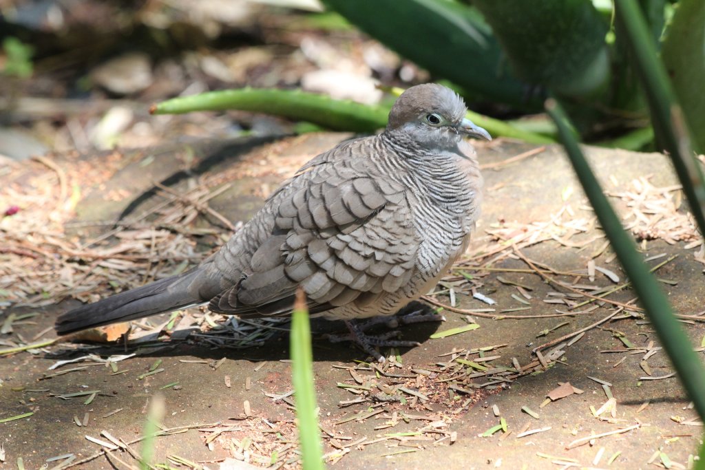 Zebra Dove (wild)