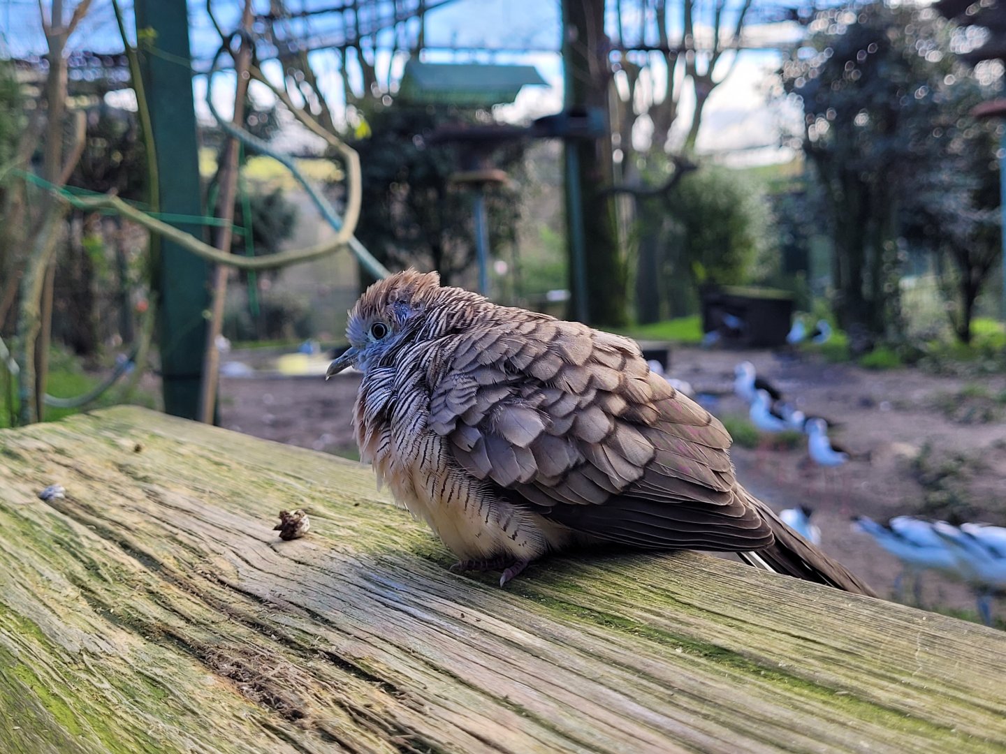 Zebra dove -Zoo de Santillana del Mar (2023)