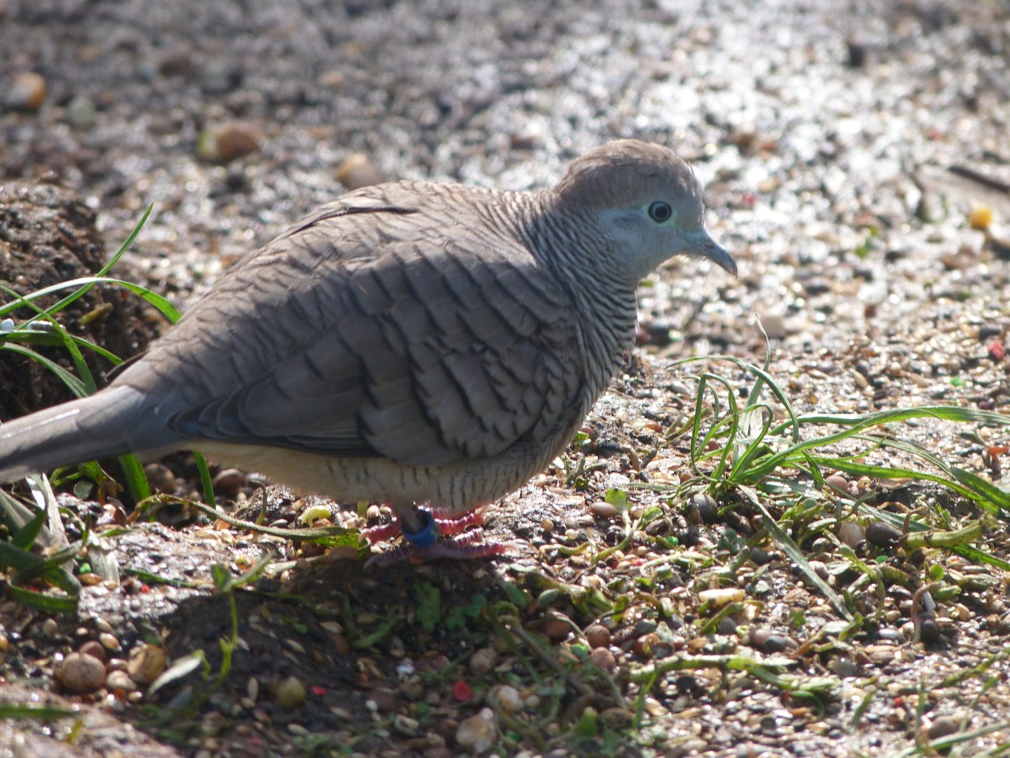 Zebra dove -Zoo de Santillana del Mar (2024)