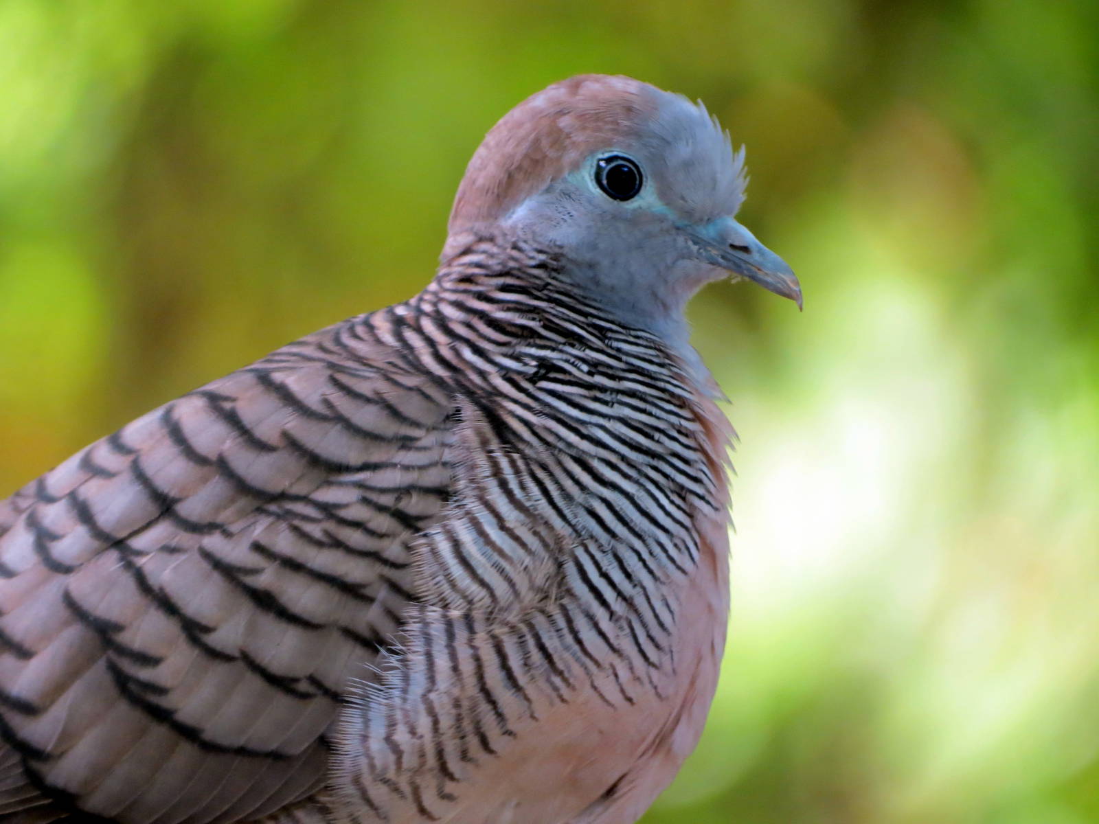 Zebra Dove