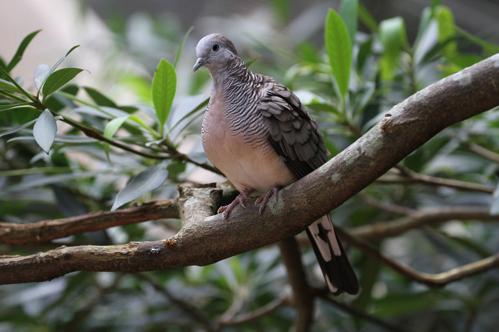 Zebra Dove