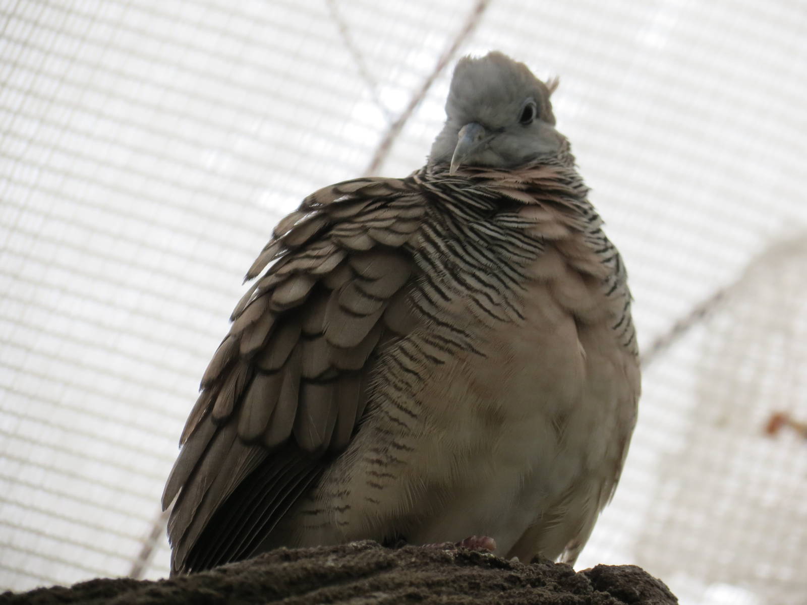 Zebra Dove