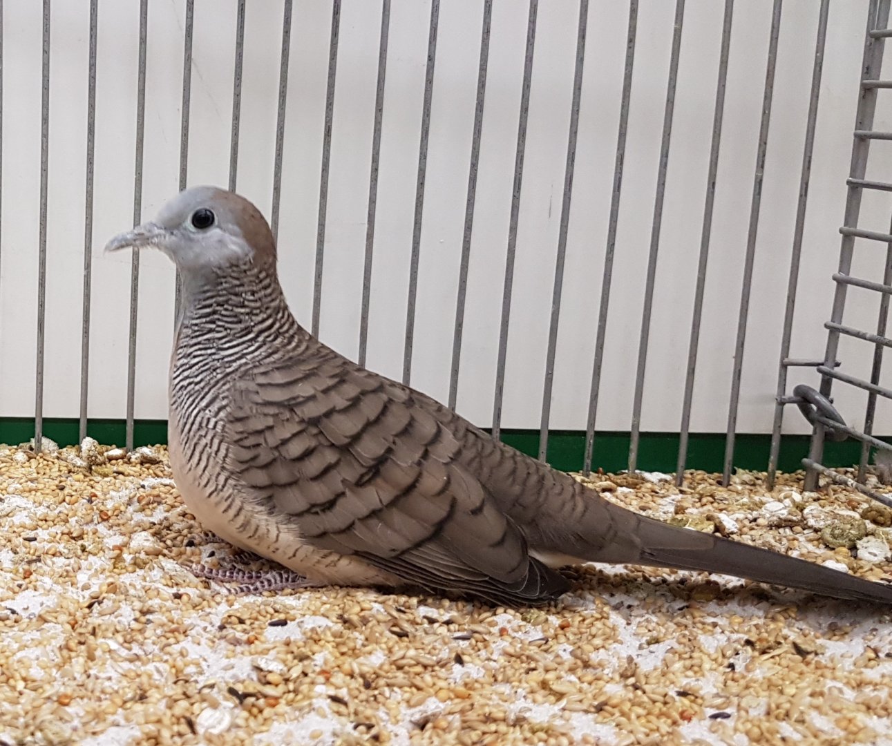 Zebra dove