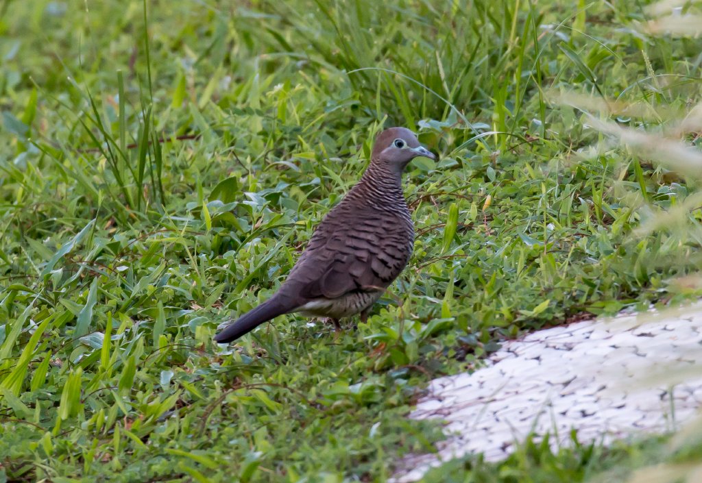 Zebra Dove