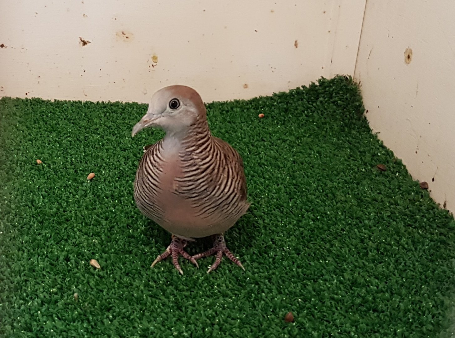 Zebra dove