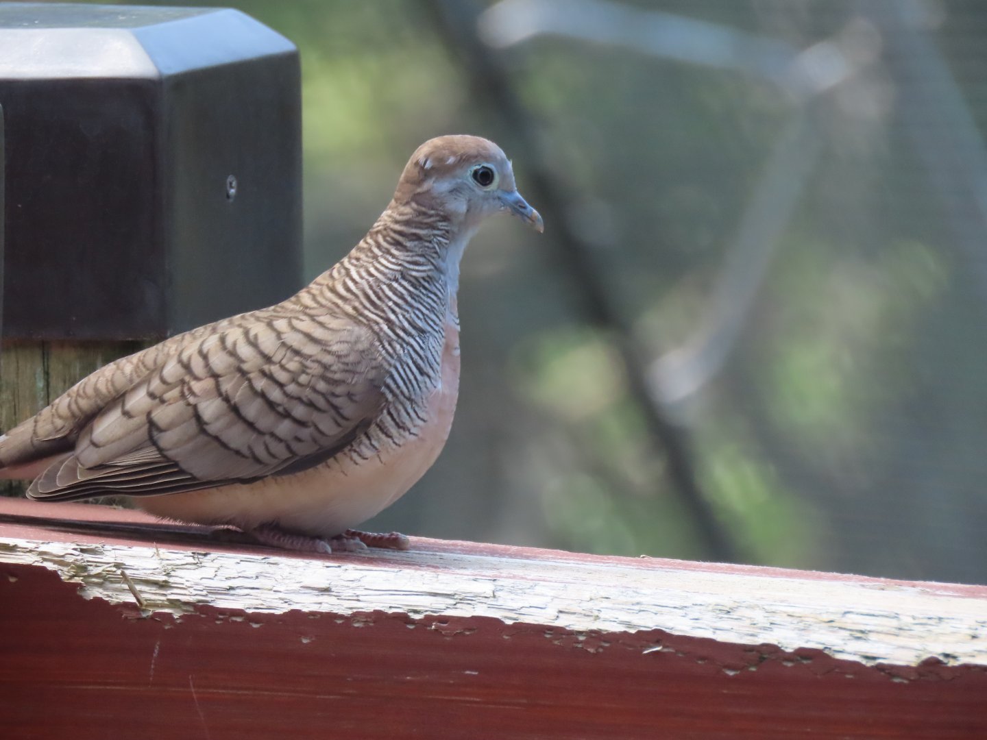 Zebra dove