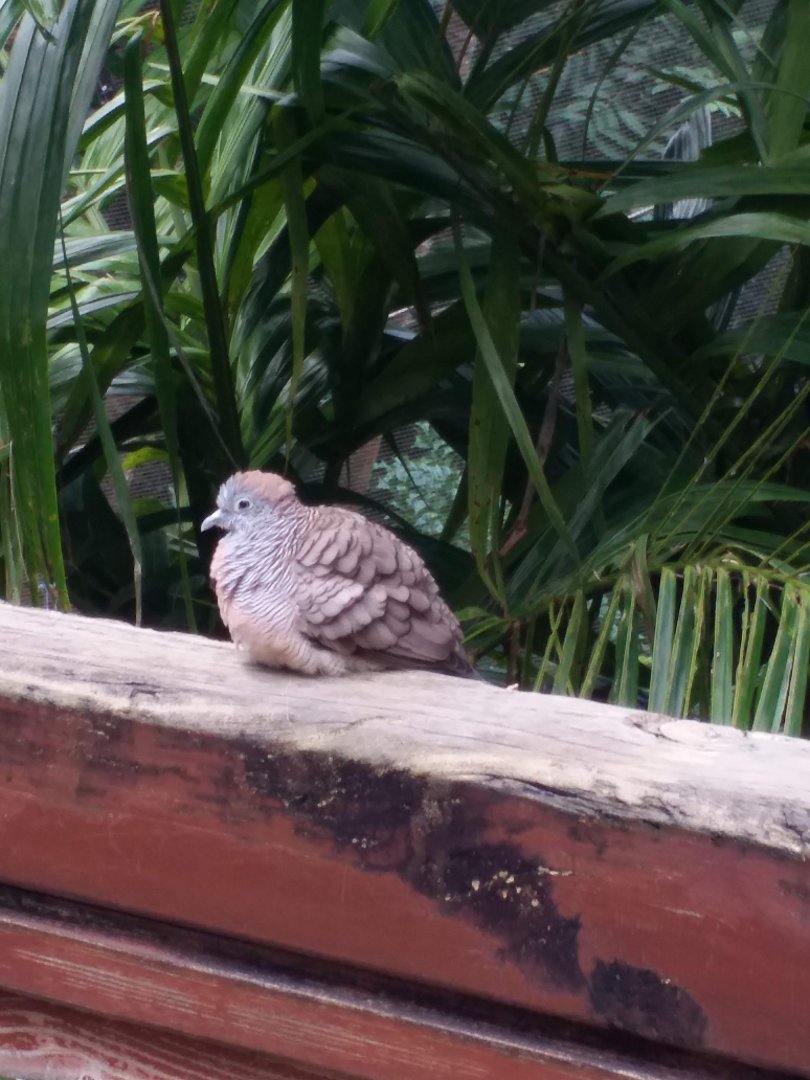 Zebra dove