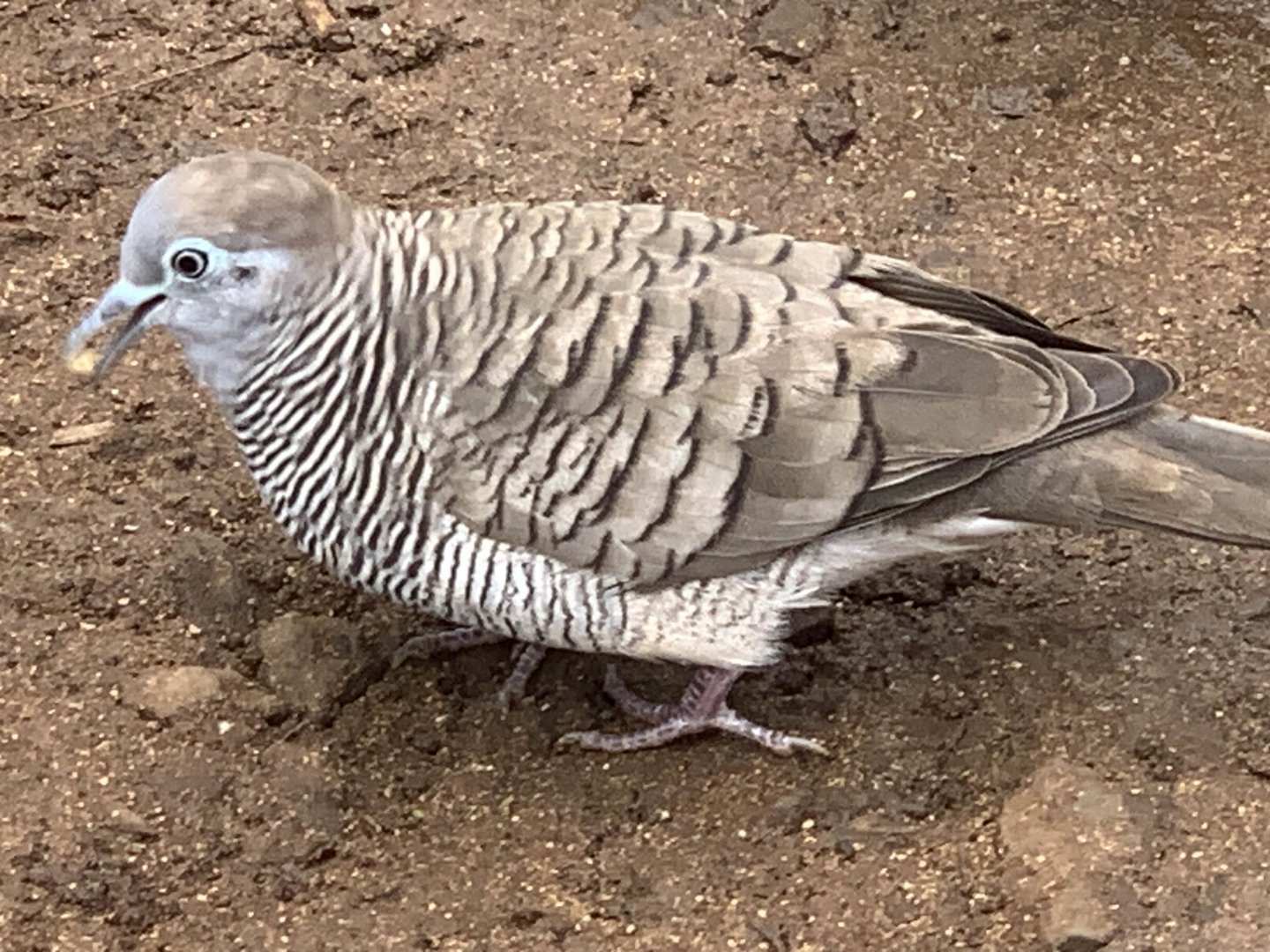 Zebra Dove
