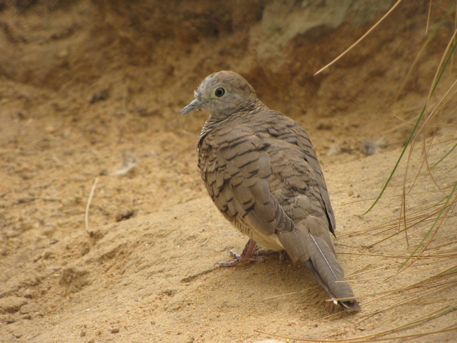 zebra dove
