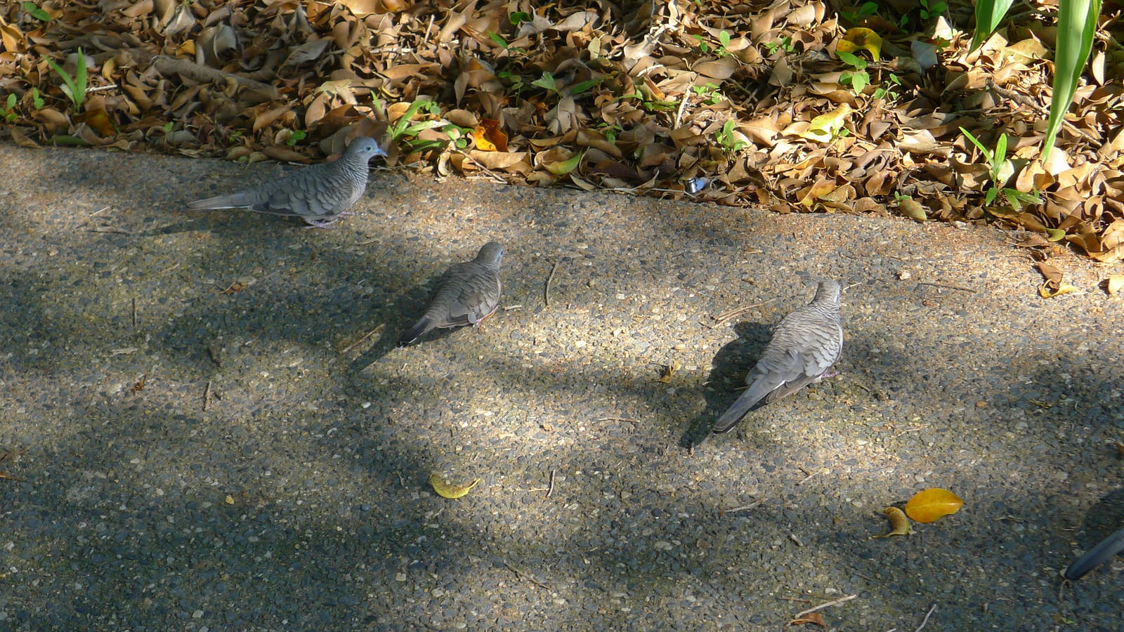 Zebra doves on Cairns city pavments