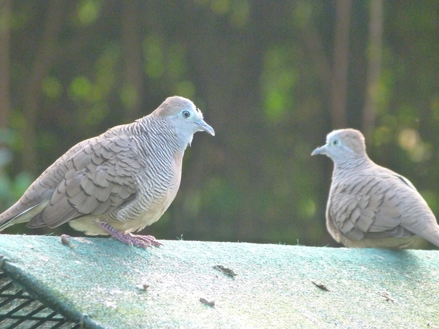 Zebra doves -Zoo de Santillana del Mar (2024)