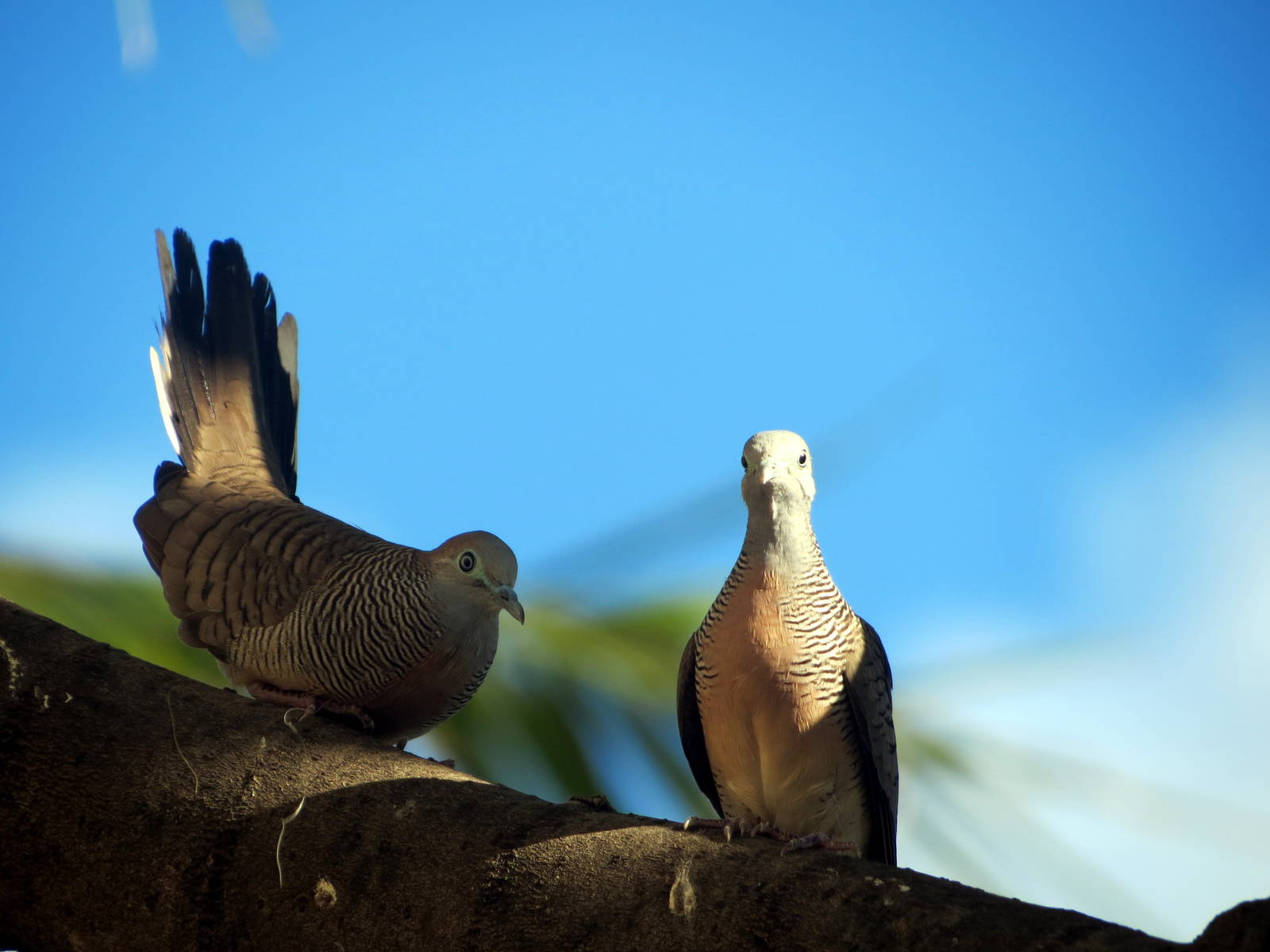 Zebra Doves