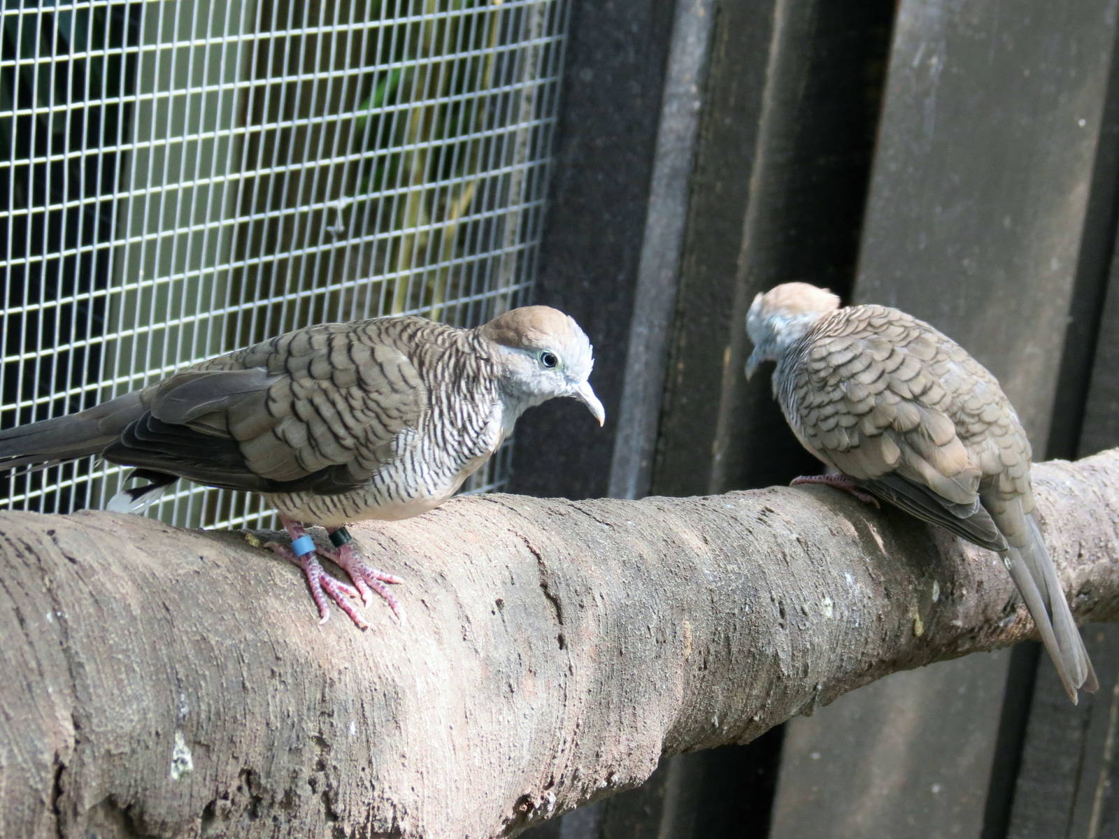 Zebra Doves