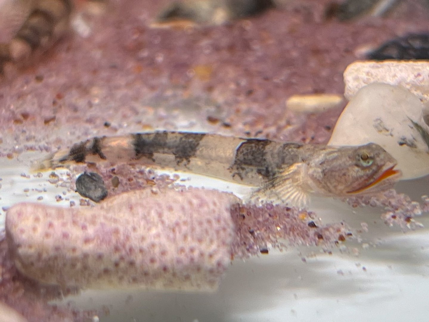 Zebra Dragonet (Schismatogobius risdawatiae)