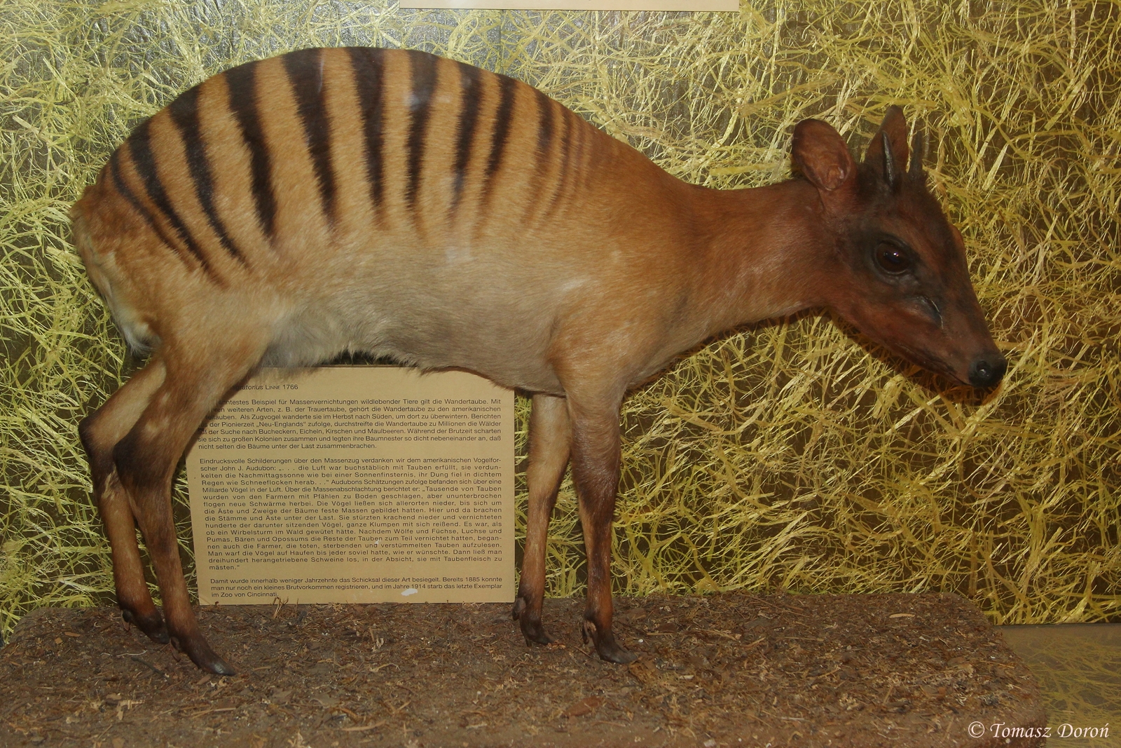Zebra Ducker (Cephalophus zebra) - stuffed specimen
