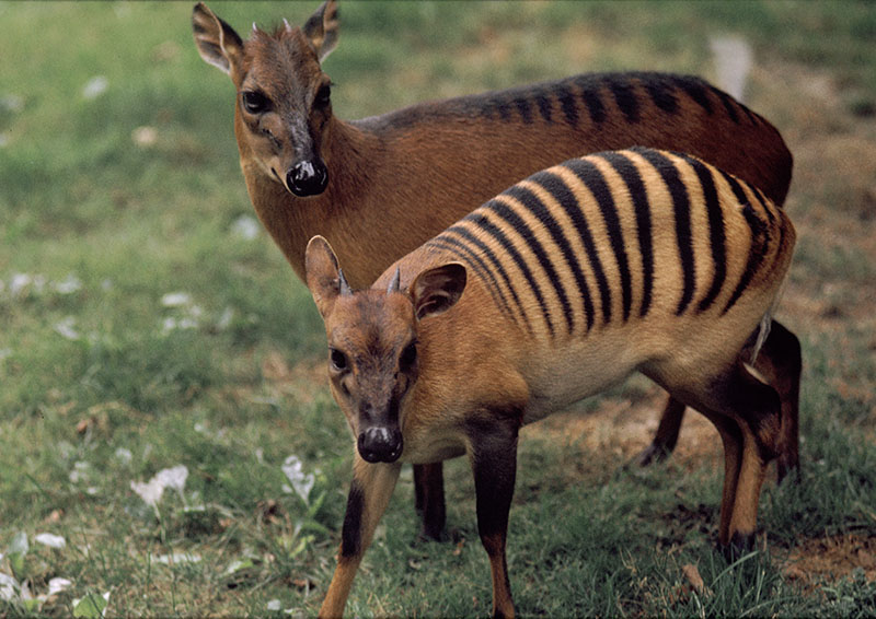 Zebra duiker and hybrid 1973