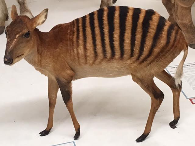 Zebra duiker (Cephalophus zebra)