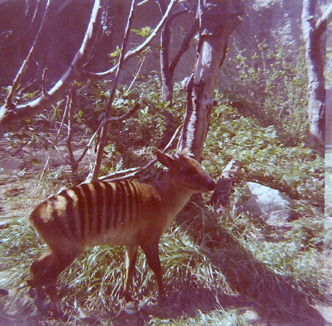 Zebra Duiker - Circa 1977/78