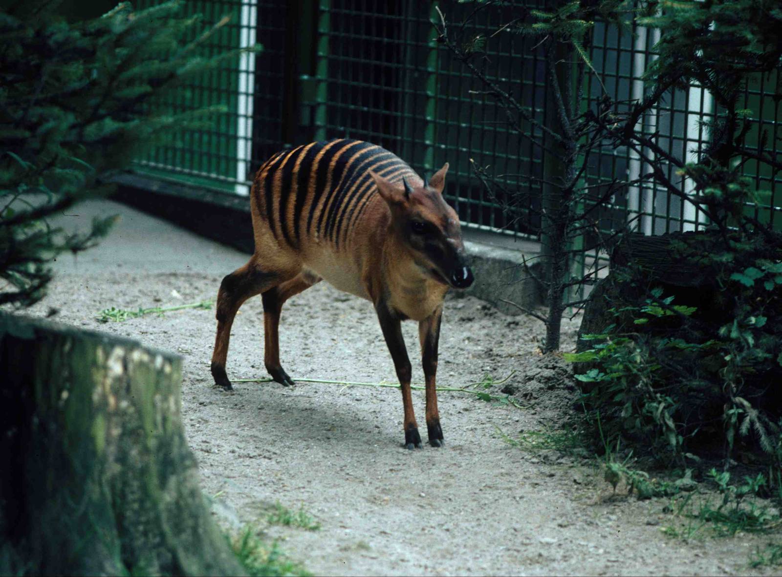 Zebra Duiker Frankfurt 1980