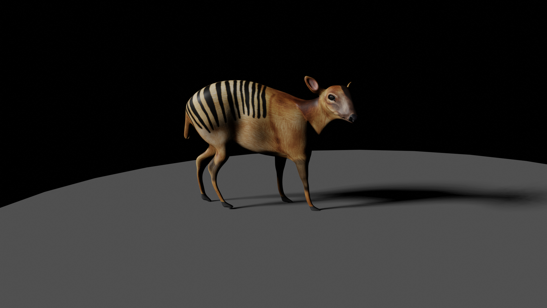 Zebra Duiker