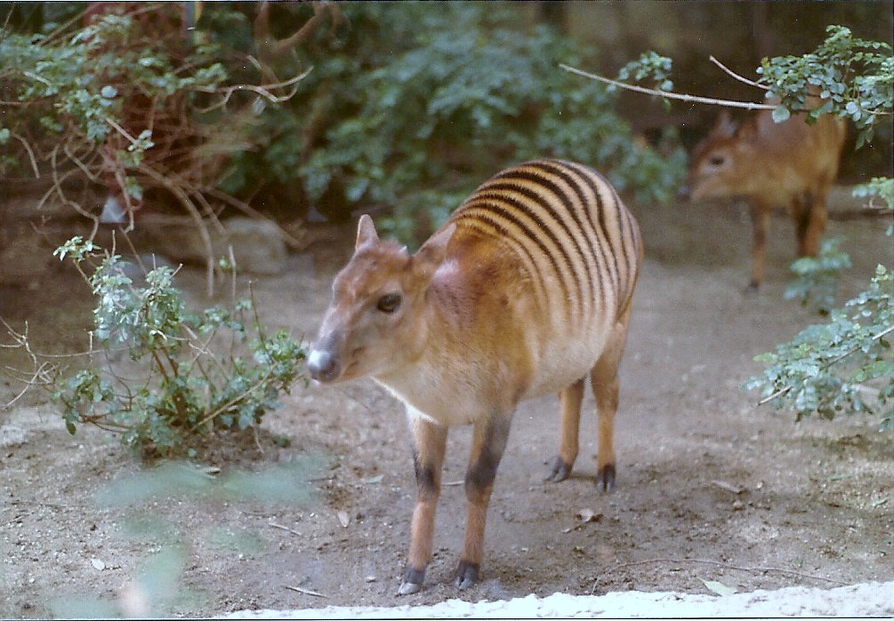 Zebra Duikers - 1982