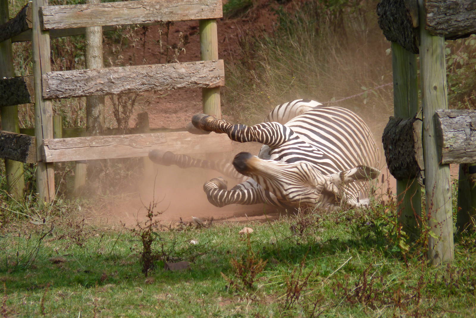 Zebra dust bath, August 2016