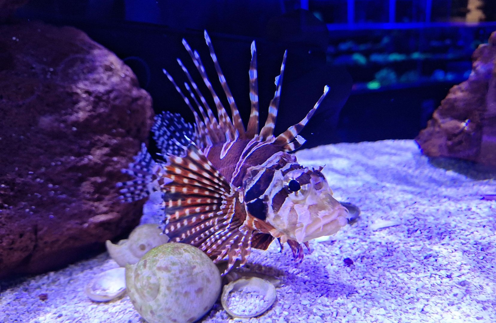 Zebra Dwarf Lionfish (Dendrochirus zebra)