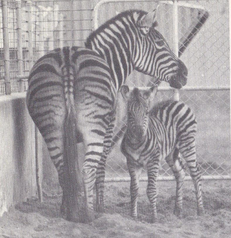 Zebra - early 1970s