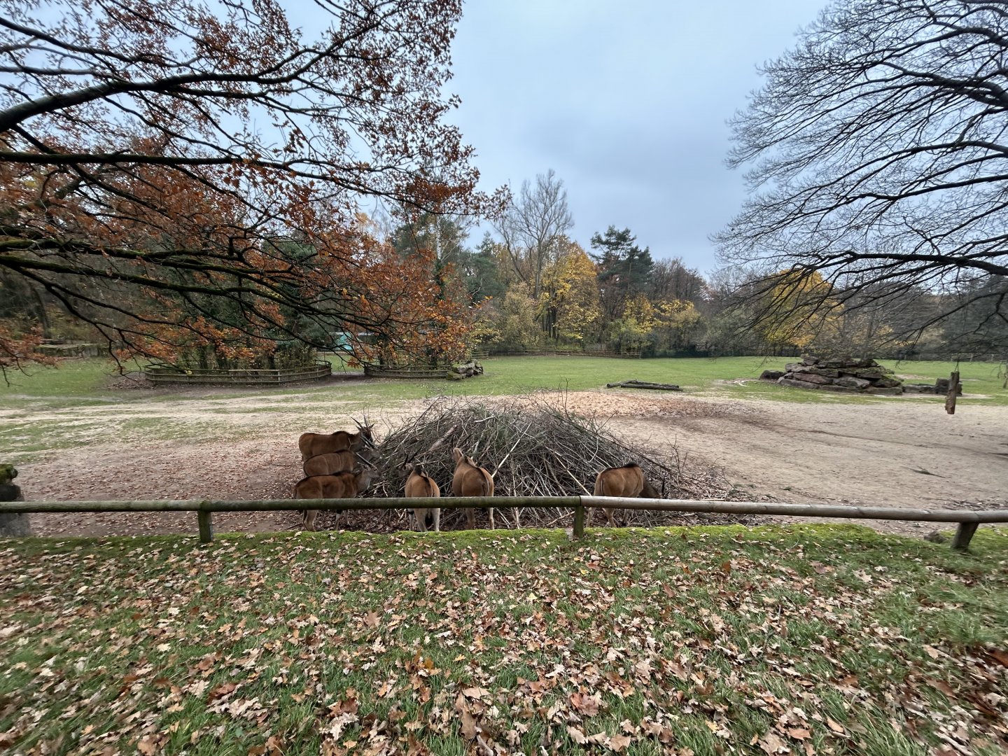 Zebra, Eland & Ostrich Exhibit