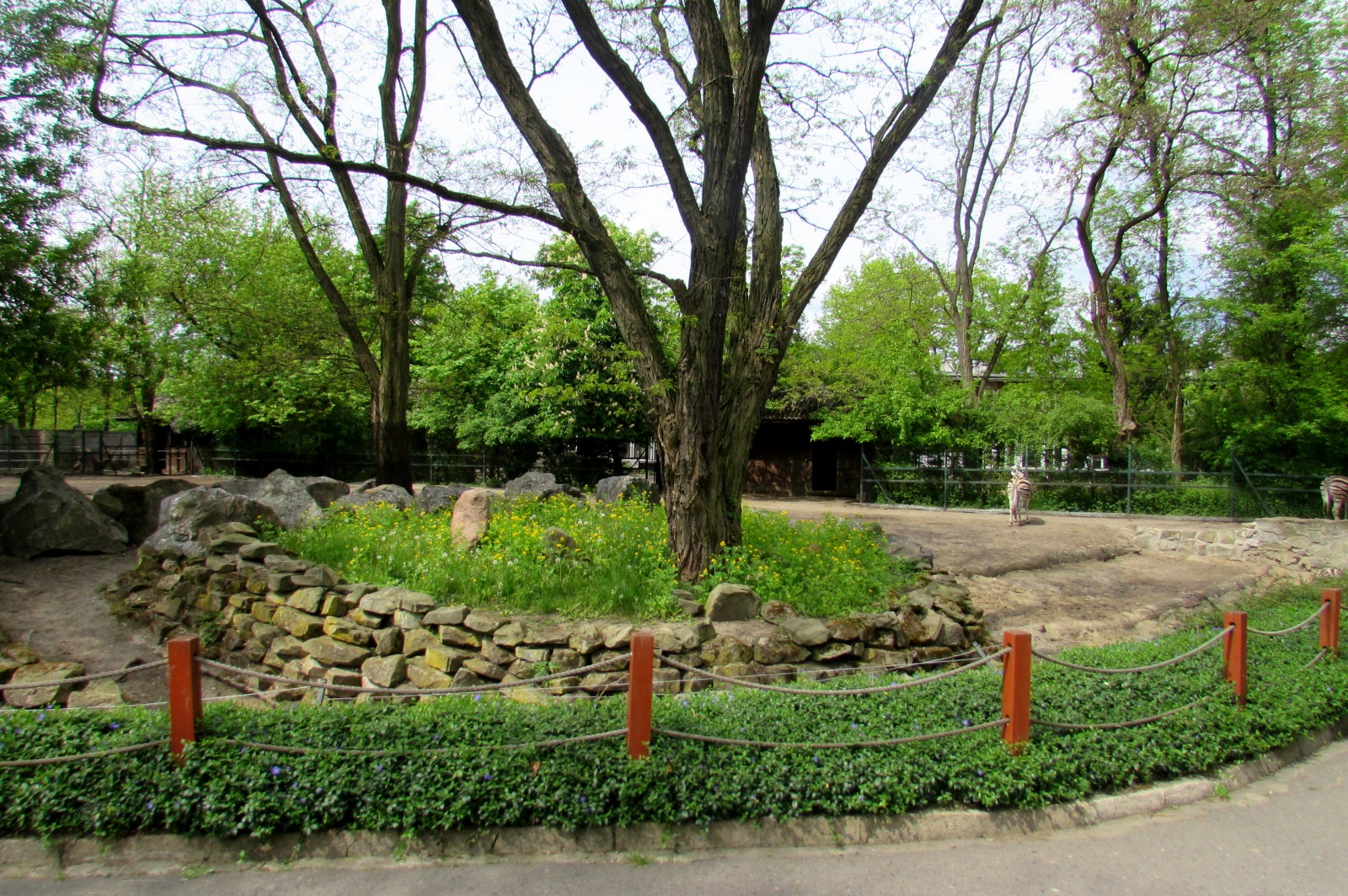 Zebra enclosure - 05/2015