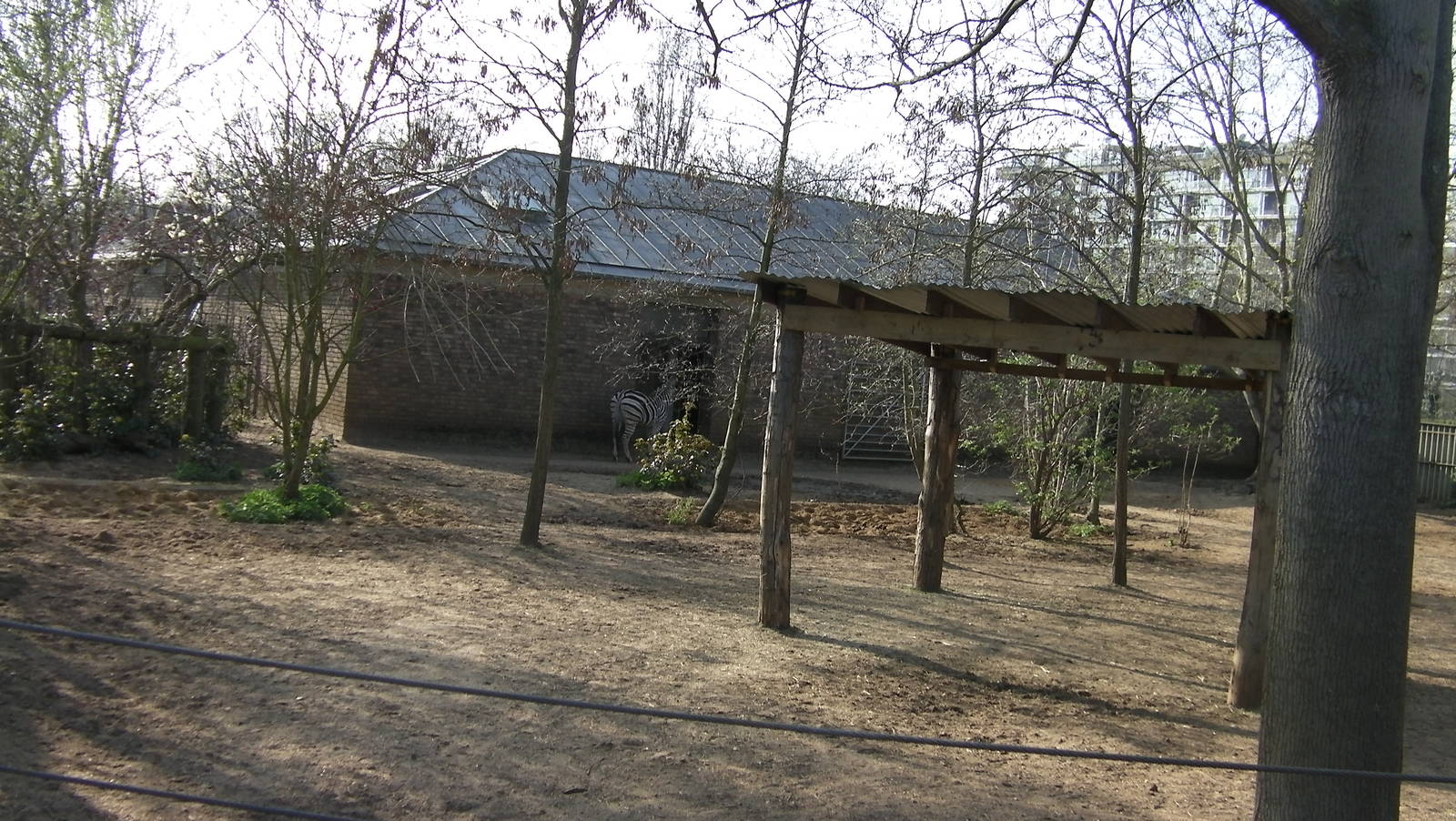 Zebra Enclosure - 24.03.2012