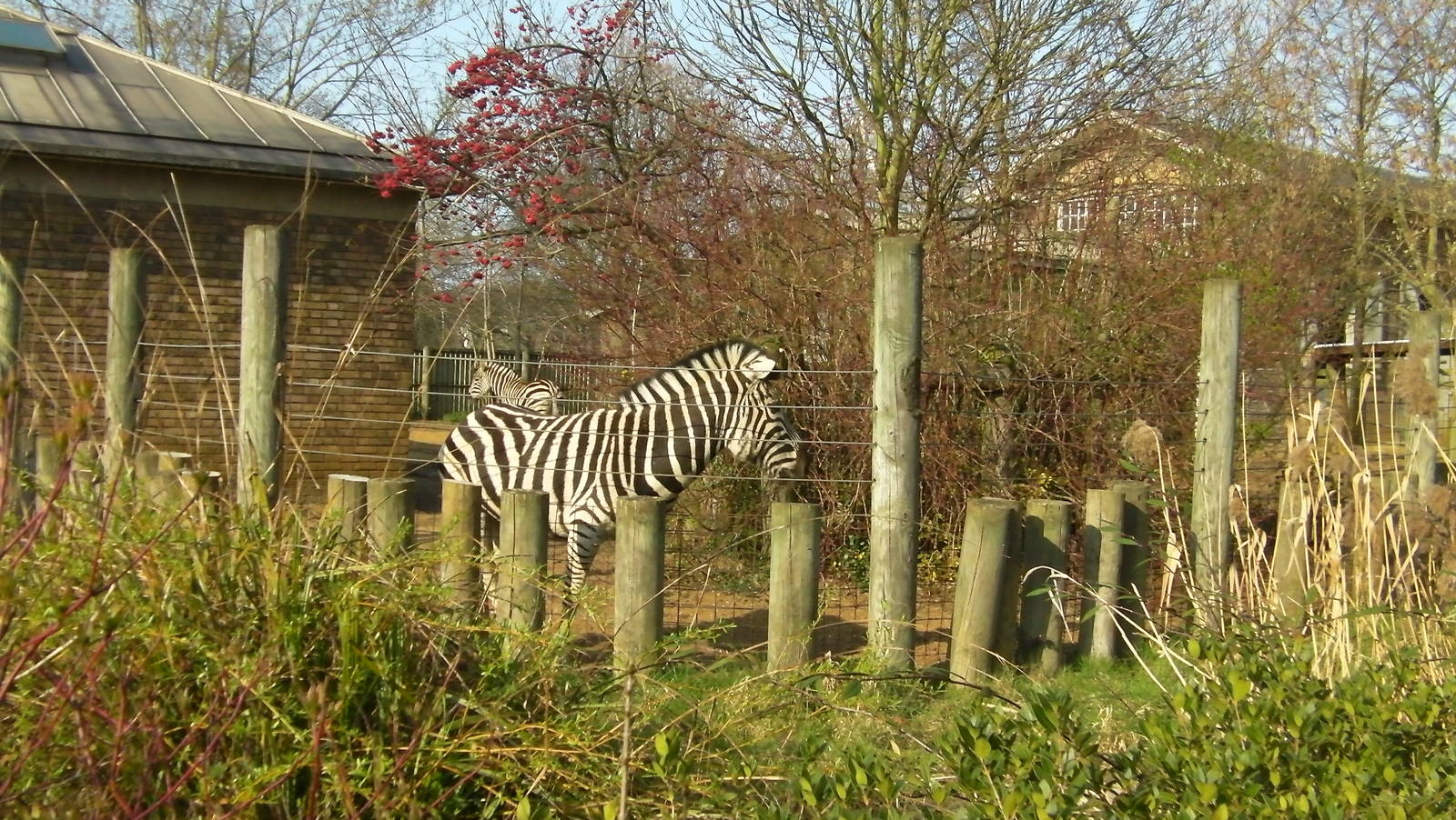 Zebra Enclosure - 24.03.2012