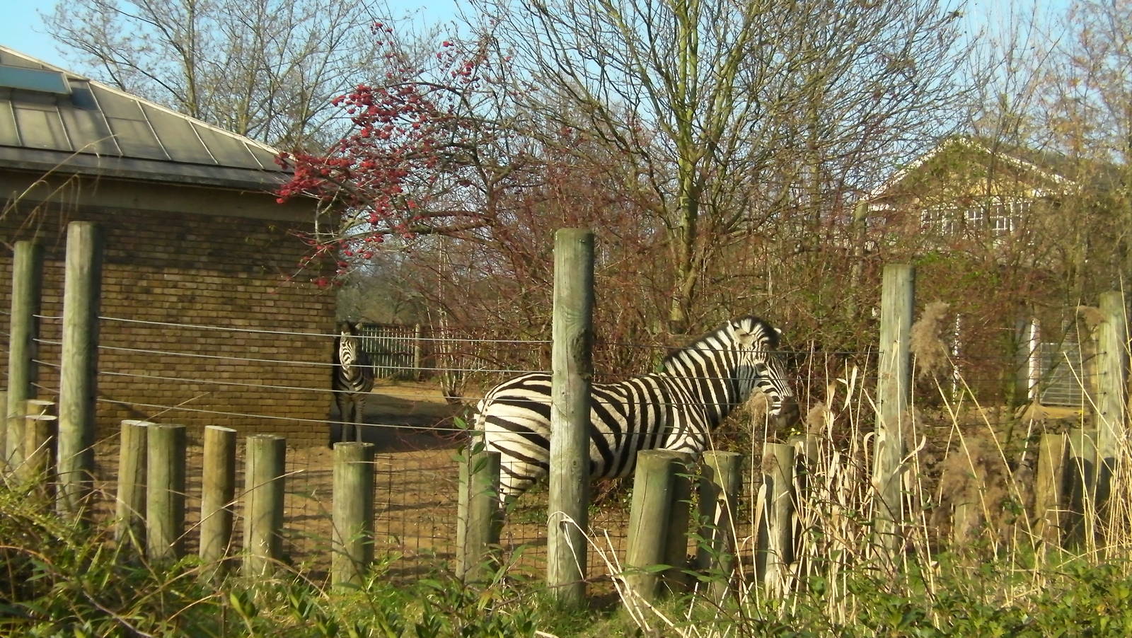 Zebra Enclosure - 24.03.2012