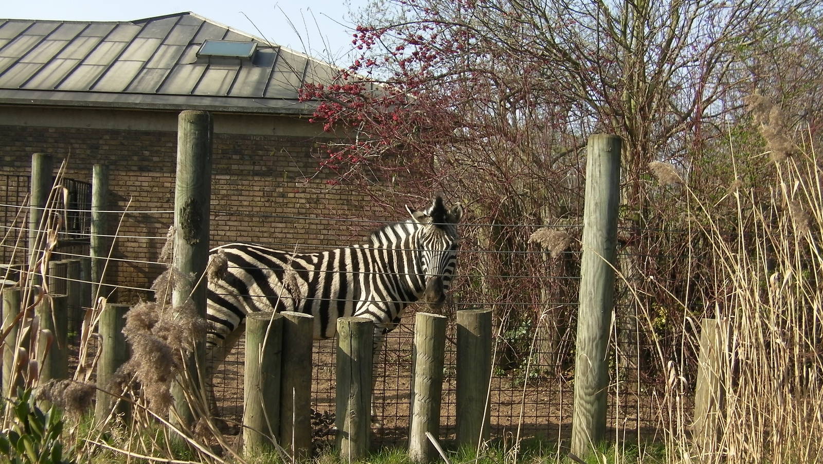 Zebra Enclosure - 24.03.2012